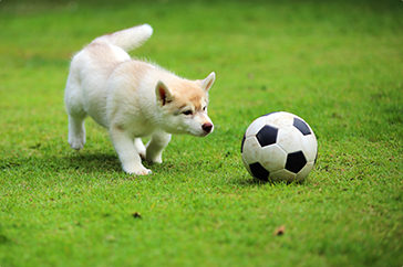 ドッグガーデンで遊ぶ犬