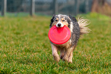 ドッグガーデンで遊ぶ犬