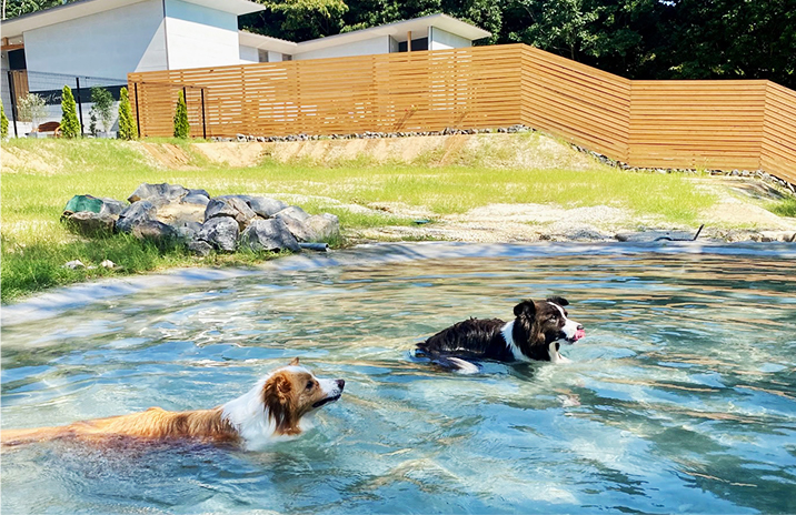 ドッグガーデンで遊ぶ犬