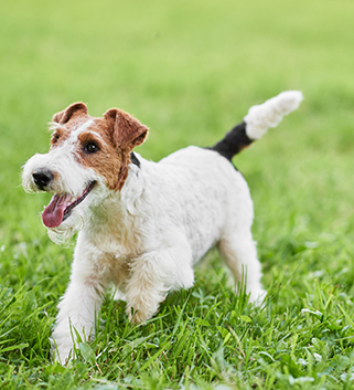 ドッグガーデンで飼い主と遊ぶ犬