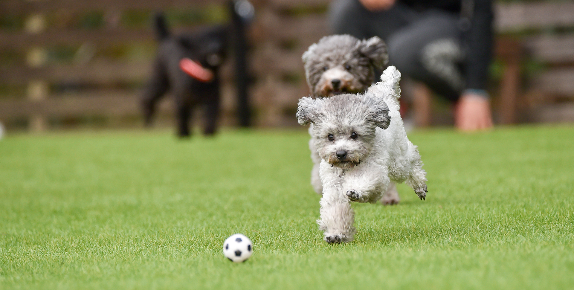 ドッグガーデンで遊ぶ犬の様子